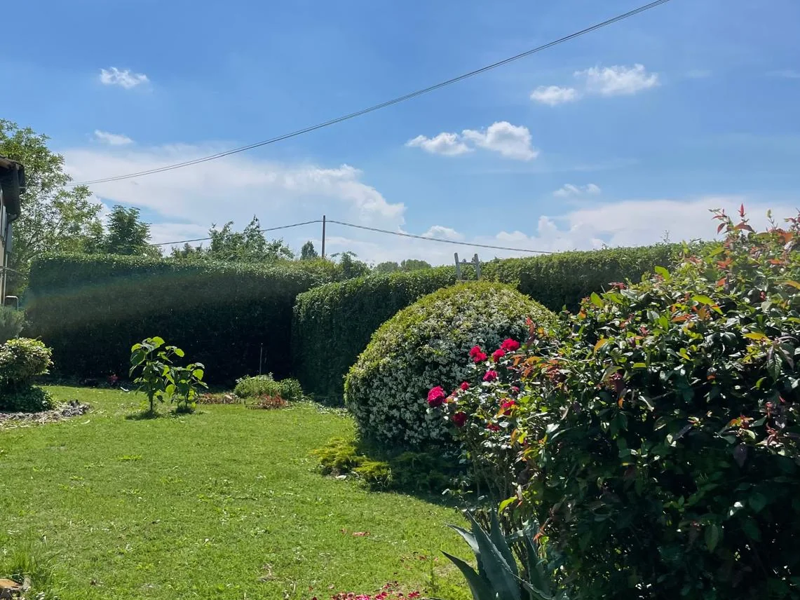 Siepi realmente potate e sagomate in un giardino curato