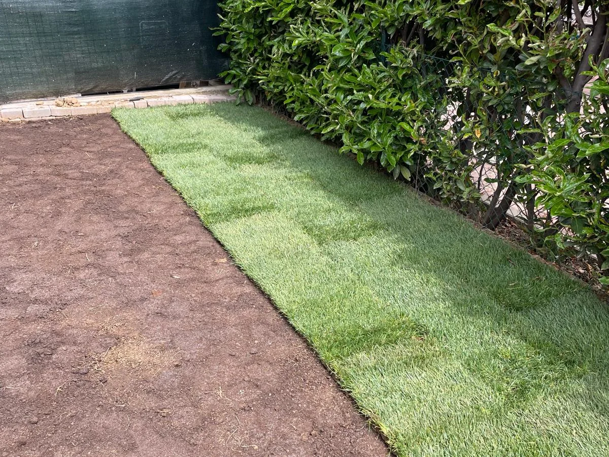 Posa reale di prato naturale a rotoli su terreno preparato in un giardino