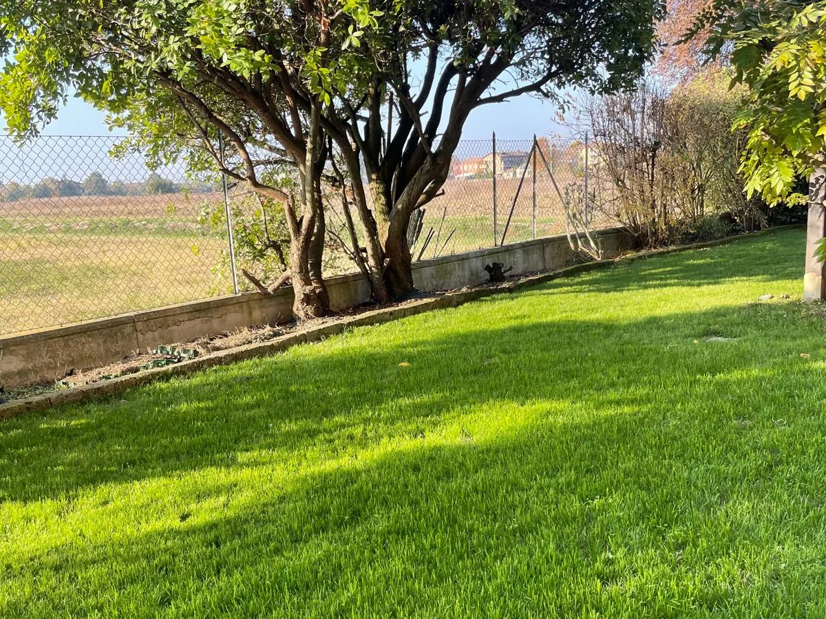 Prato reale ottenuto con semina in un giardino alberato