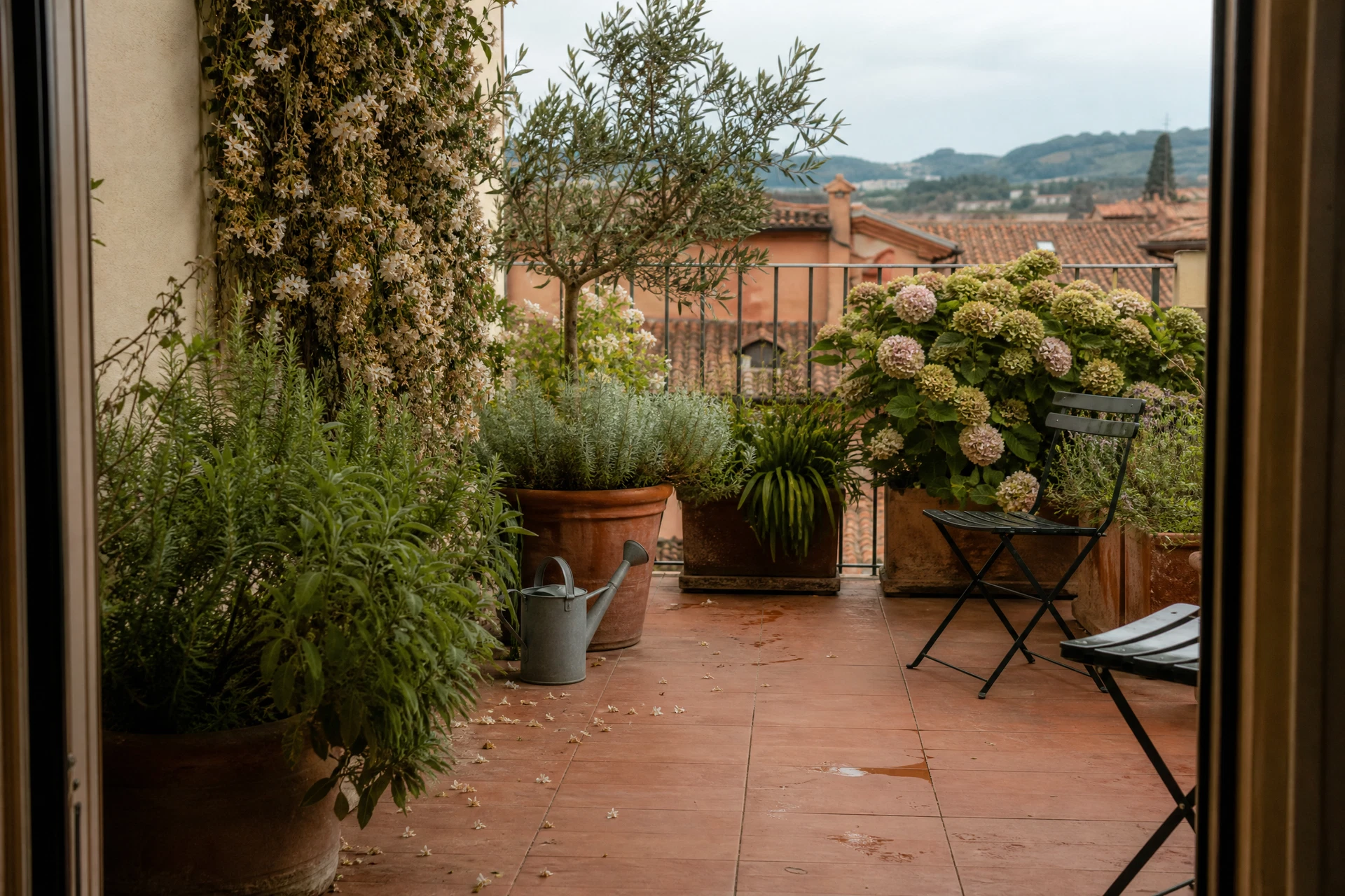 Terrazzo bolognese con aromatiche, ortensie e un piccolo ulivo